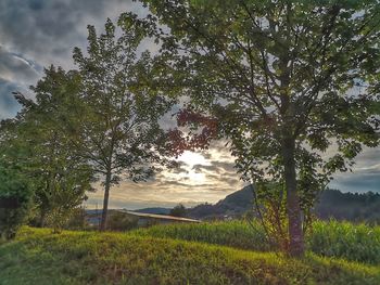 Trees on field against sky
