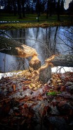 Close-up of tree in water