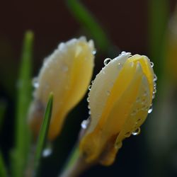 Close-up of flower against blurred background