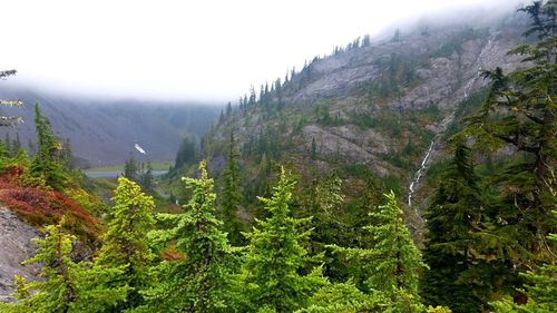 Scenic view of pine trees and mountains against sky