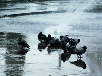 Ducks swimming in lake