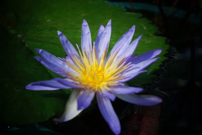 Close-up of purple water lily