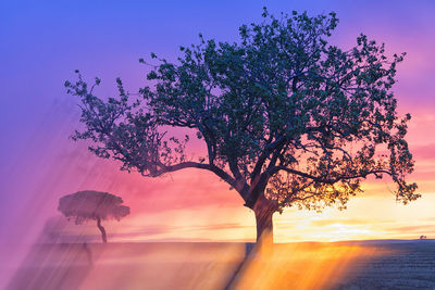 Tree against sky during sunset