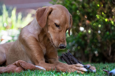 Close-up of a dog looking away