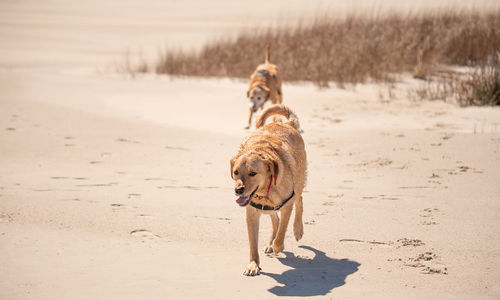 Dogs running on the beach