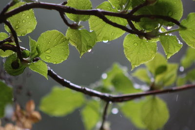 Close-up of leaves on tree