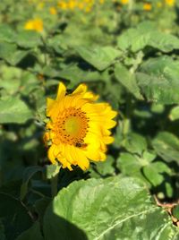 Close-up of yellow flowering plant