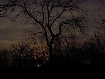 Silhouette bare trees against sky during sunset