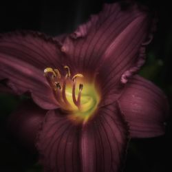 Close-up of flower blooming outdoors