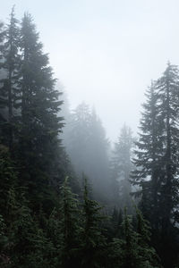 Trees in forest against sky