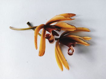 Close-up of yellow flower against white background