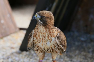 Close-up of falcon