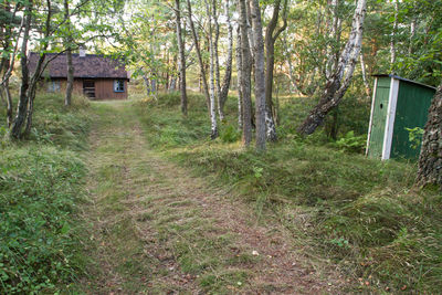 Trees and house in forest