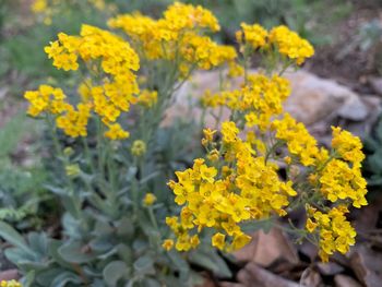 Close-up of yellow flowering plant on field