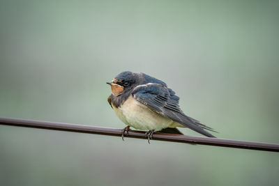 Close-up of bird perching on cable