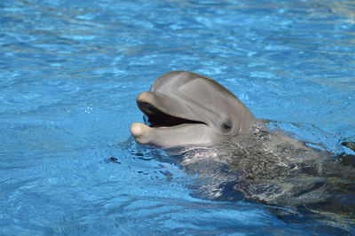 Bottlenose dolphin with head above water latin name tursiops truncatus