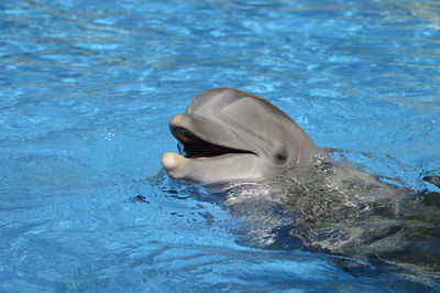 Bottlenose dolphin with head above water latin name tursiops truncatus