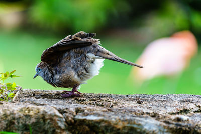 Close-up of bird perching