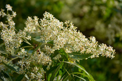 Medicinal ayurvedic azadirachta indica or neem leaves and flowers