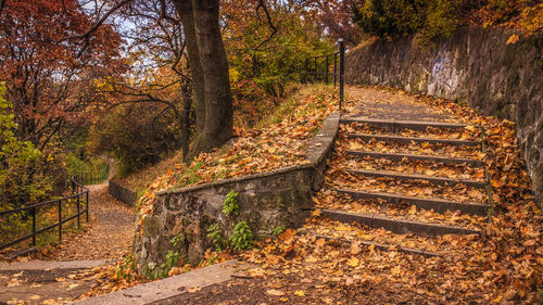 Steps by trees during autumn at park