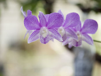 Close-up of purple flowers blooming outdoors