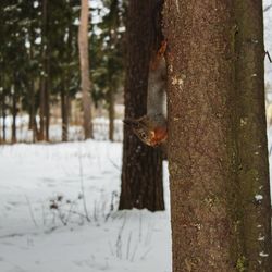 View of squirrel on tree trunk during winter