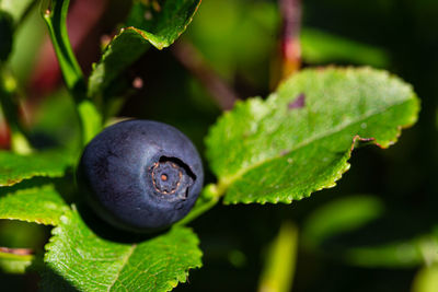 Close-up of fruit growing on plant