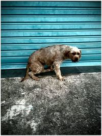 Dog standing on floor