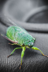 Close-up of insect on leather