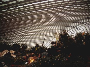 Plants growing in greenhouse