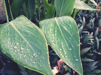 Close-up of raindrops on leaves