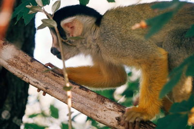 Close-up of squirrel