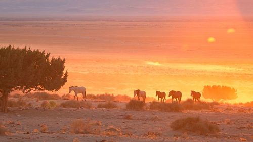 Horses on field during sunset,utah usa