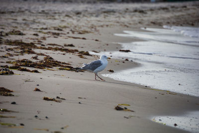 Seagulls perching on a beach