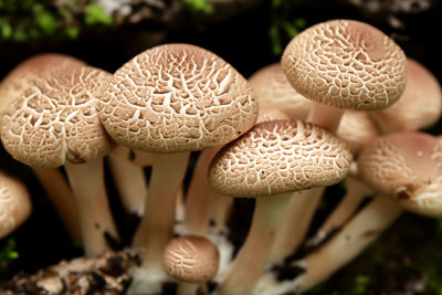 Close-up of mushrooms growing on field