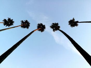 Low angle view of palm trees against clear blue sky