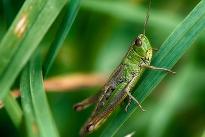 Close up of grasshopper