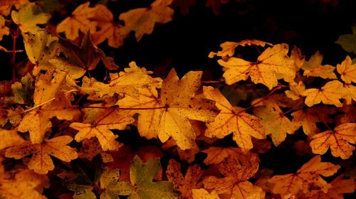 Close-up of maple leaves during autumn