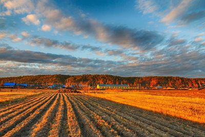 Scenic view of agricultural field against sky during sunset