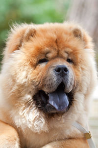 Close-up portrait of a dog