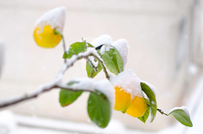 Close-up of white flowers on snow