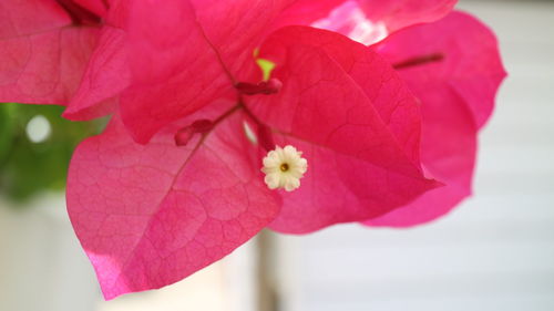 Close-up of pink hibiscus blooming outdoors