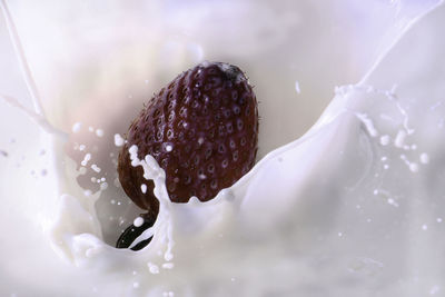 Close-up of ice cream on glass