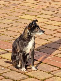 High angle view of dog on footpath