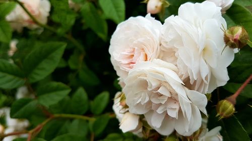 Close-up of white roses blooming outdoors