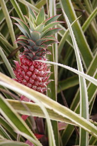 Close-up of berries growing on plant