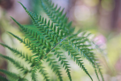 Close-up of fern leaf
