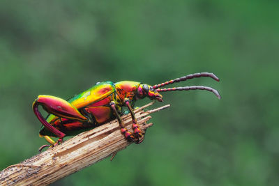 Close-up of insect on plant