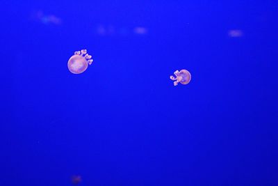 Close-up of jellyfish in water