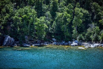 Scenic view of river stream amidst trees in forest